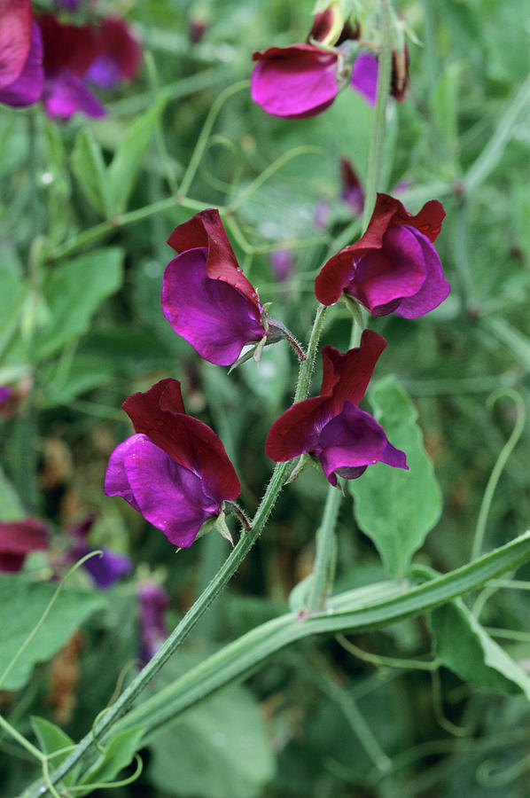 Lathyrus cupani Flowers Photograph by Tony Wood/science Photo Library