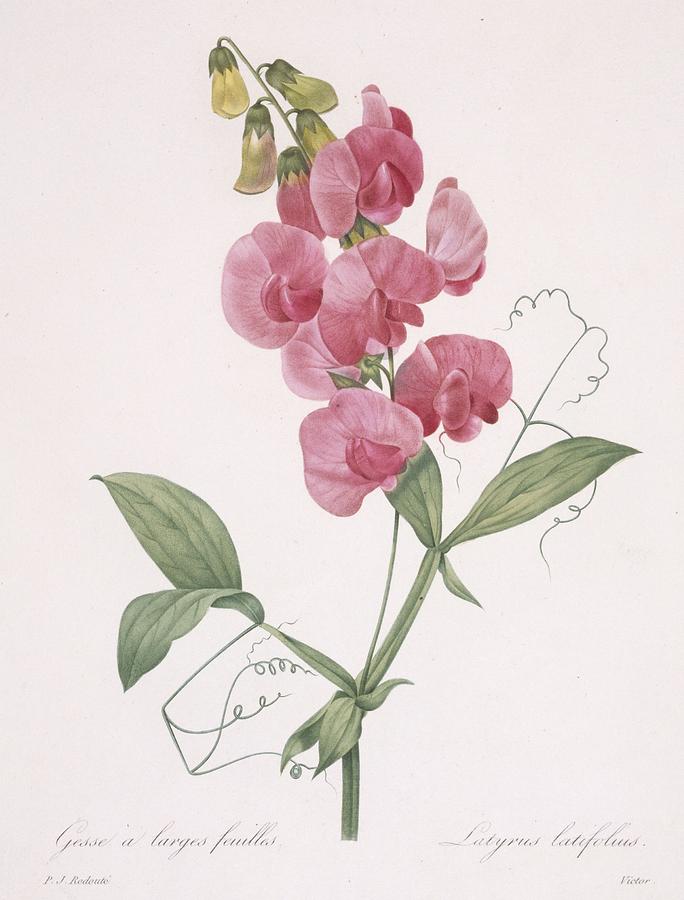 Flower Painting - Lathyrus Latifolius Everlasting Pea by Pierre Joseph Redoute