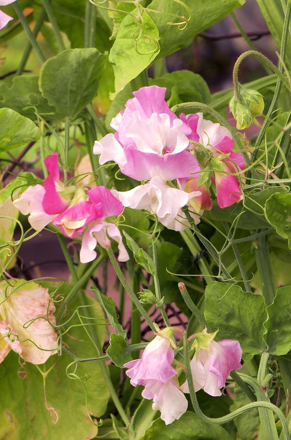 Lathyrus odoratus Promise Photograph by Science Photo Library
