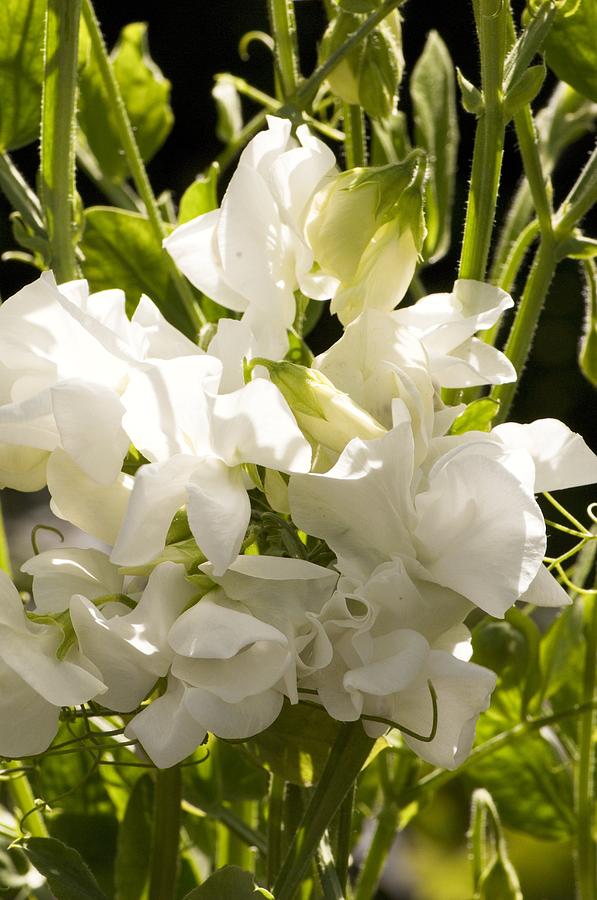 Lathyrus odoratus White Ensign Photograph by Science Photo Library