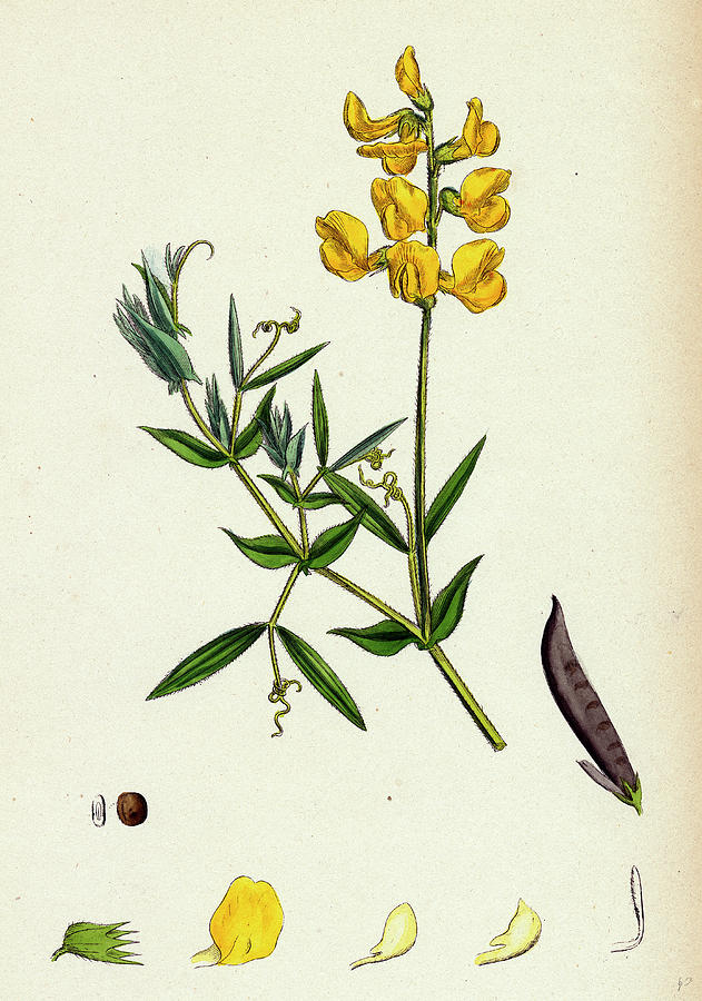 Nature Drawing - Lathyrus Pratensis Meadow Vetchling by English School