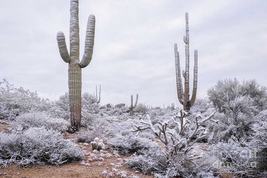 Latigo Trail Snow Photograph by Marianne Jensen