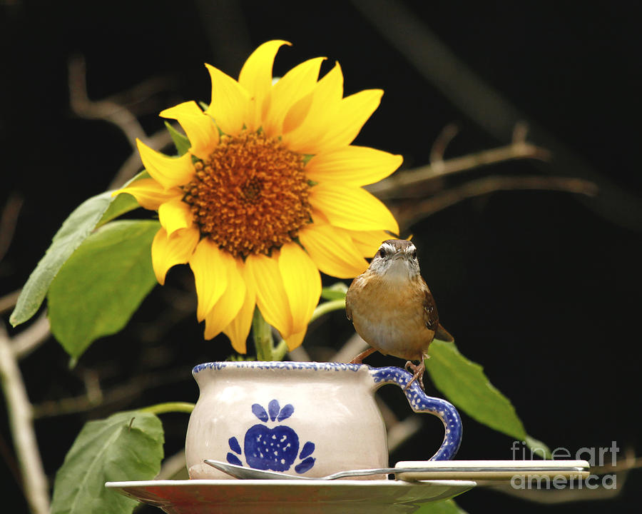 Carolina Wren Bird and Tea Cup Photograph by Luana K Perez