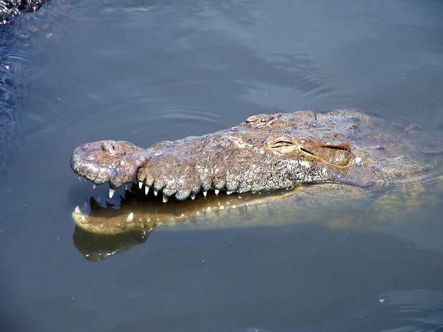 Laughing Alligator Photograph