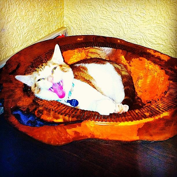 Abstract Photograph - Laughing Cat In A Fruit Bowl by Urbane Alien