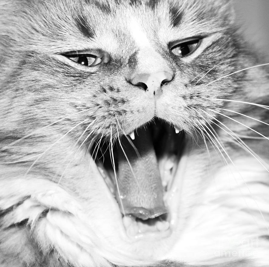 Laughing Cat Series Photograph by Jeannette Hunt