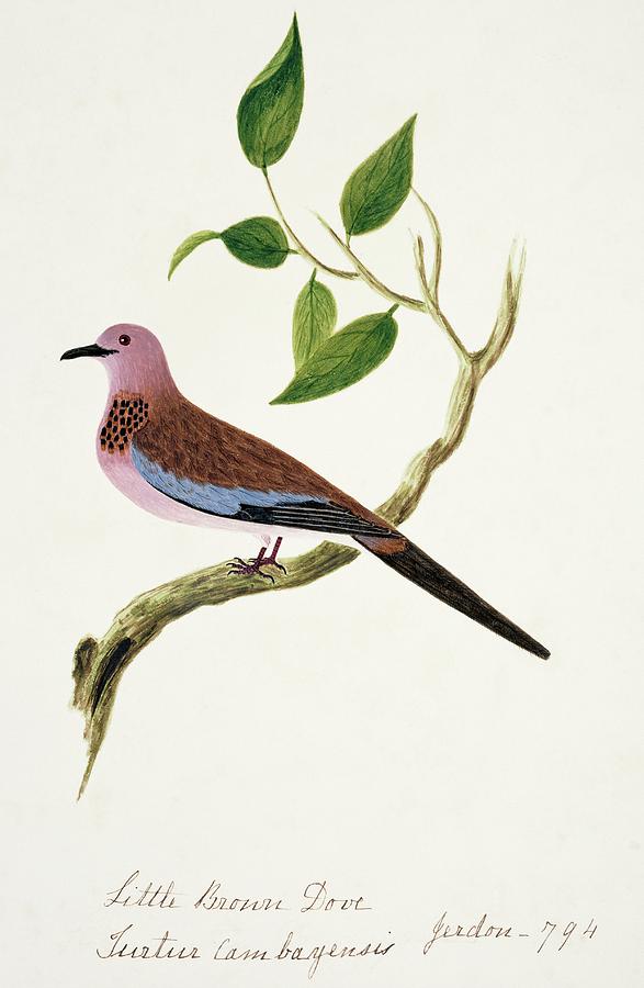 Laughing Dove Photograph by Natural History Museum, London/science Photo Library