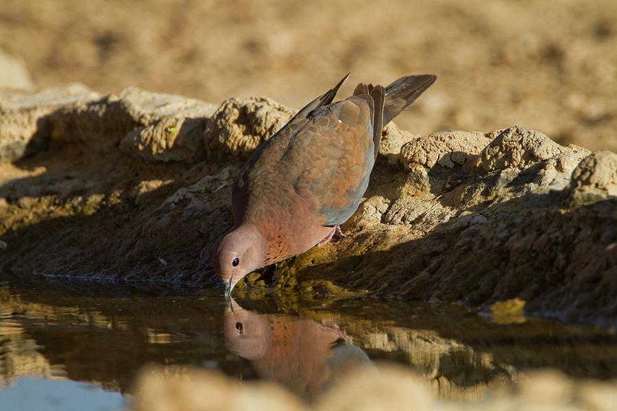 Dove Photograph - Laughing Dove (spilopelia Senegalensis) by Photostock-israel