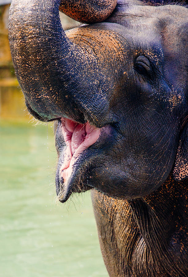 Elephant Photograph - Laughing Elephant by Pati Photography
