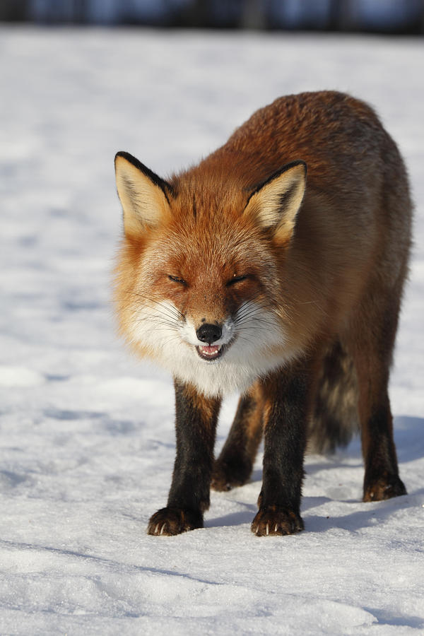 Laughing fox Photograph by Ulrich Kunst And Bettina Scheidulin