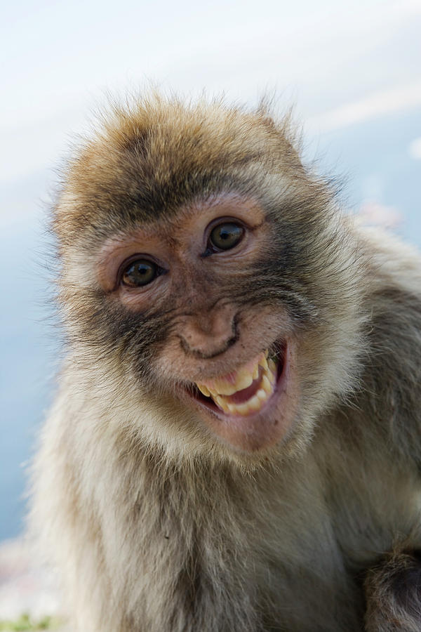 Laughing Gibraltar Ape Barbary Macaque Photograph by Holger Leue