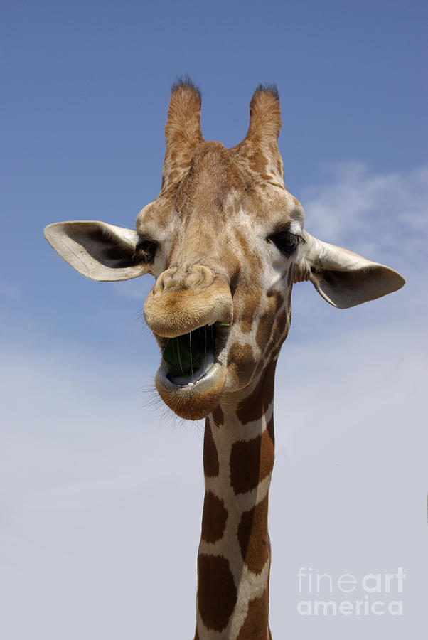 Laughing Giraffe Photograph by Jim And Emily Bush