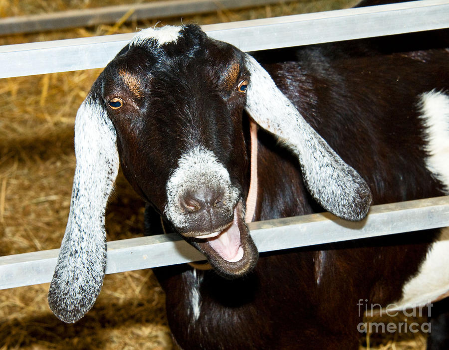 Laughing Goat Photograph by Millard H Sharp