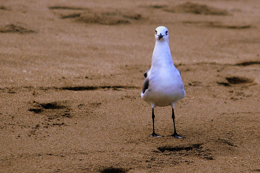 Laughing Gull 004 Photograph by Larry Ward