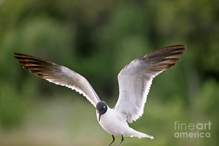 Laughing Gull Photograph by Art Wolfe