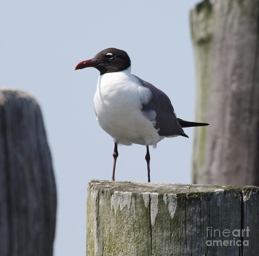 Laughing Gull At Captree State Park Photograph by John Telfer