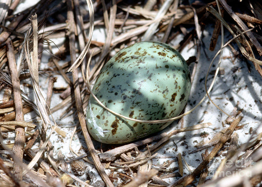 Laughing Gull Egg In Nest Photograph by Millard H. Sharp