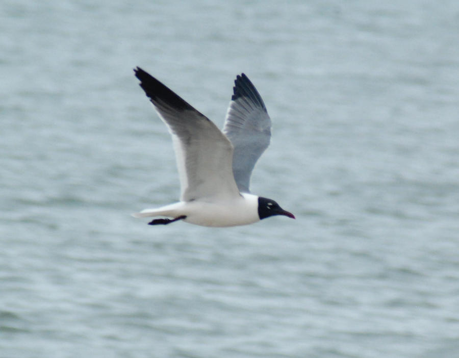 Laughing Gull in Flight Photograph by Richard Bryce and Family