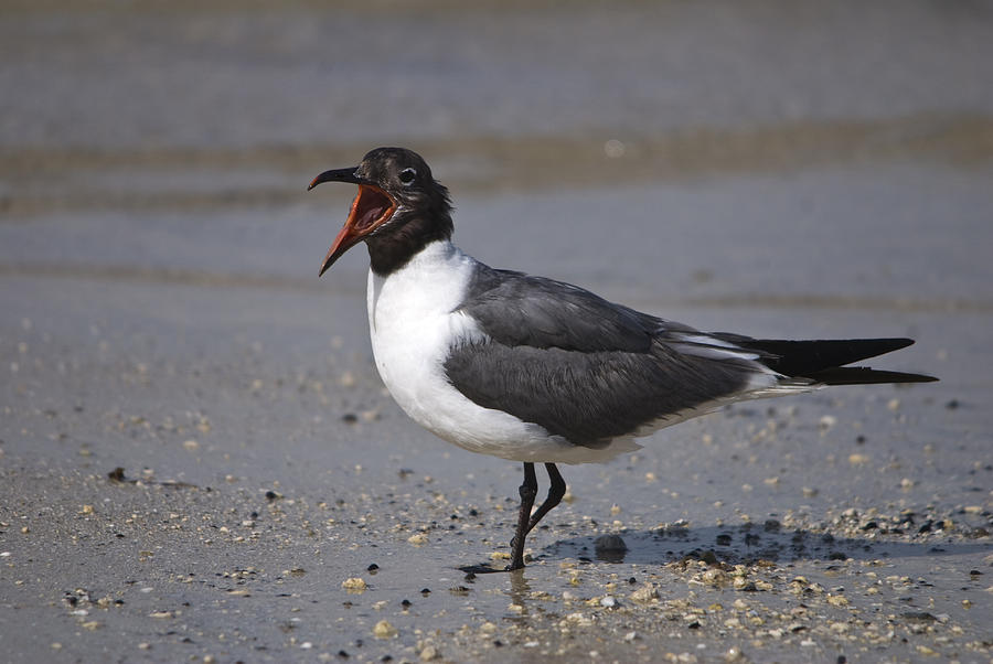 Laughing Gull Photograph by John Greco