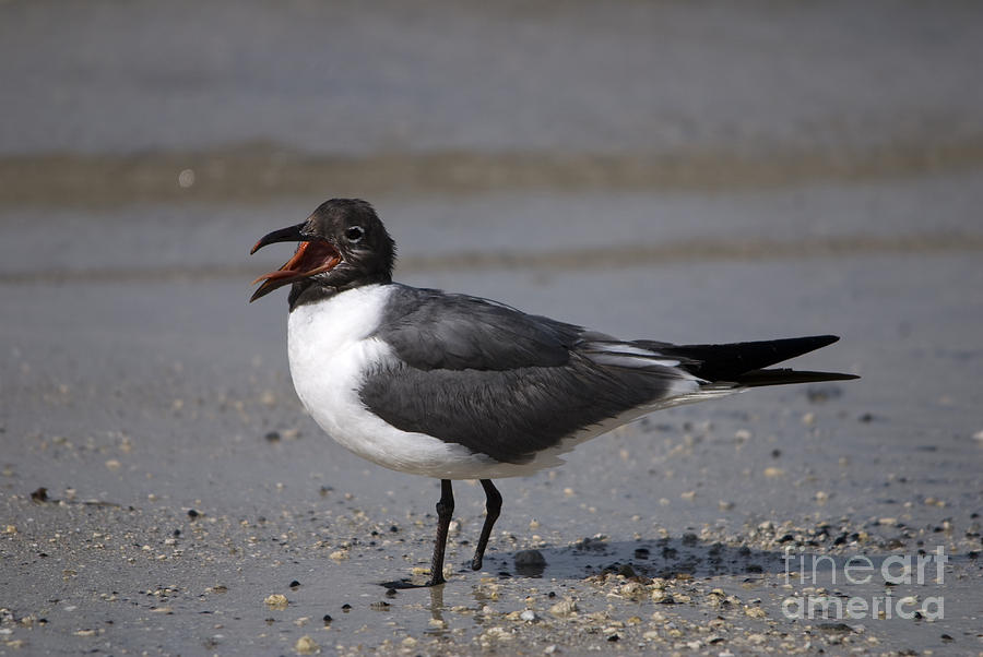 Laughing Gull No. 2 Photograph by John Greco
