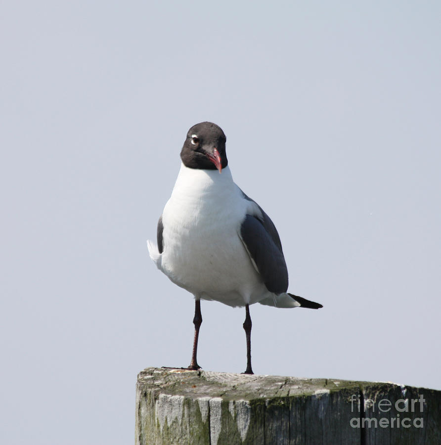 Laughing Gull Posing For Photo Photograph by John Telfer