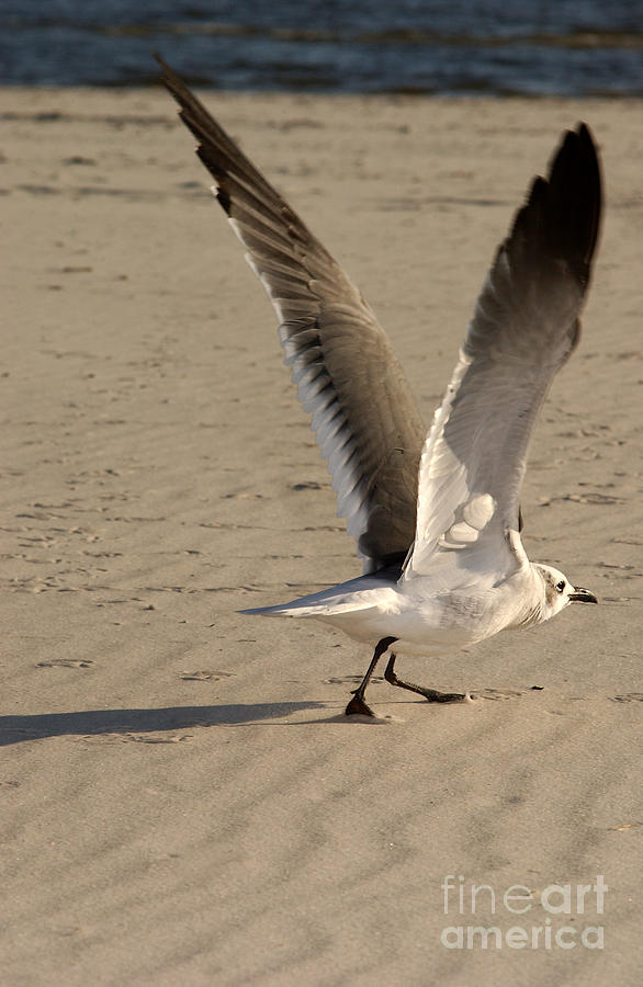 Laughing Gull Takes Flight Photograph by Susan Leavines