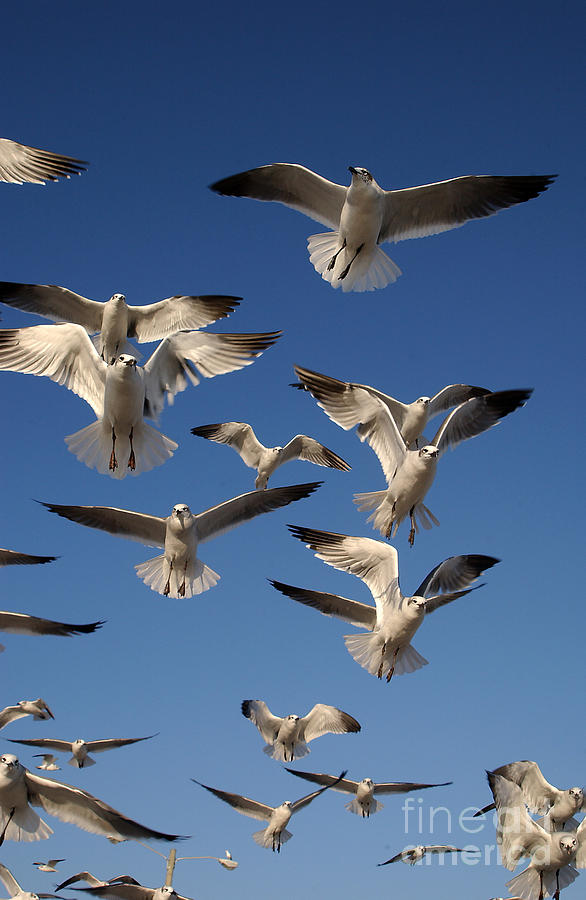 Bird Photograph - Laughing Gulls In Flight by Susan Leavines