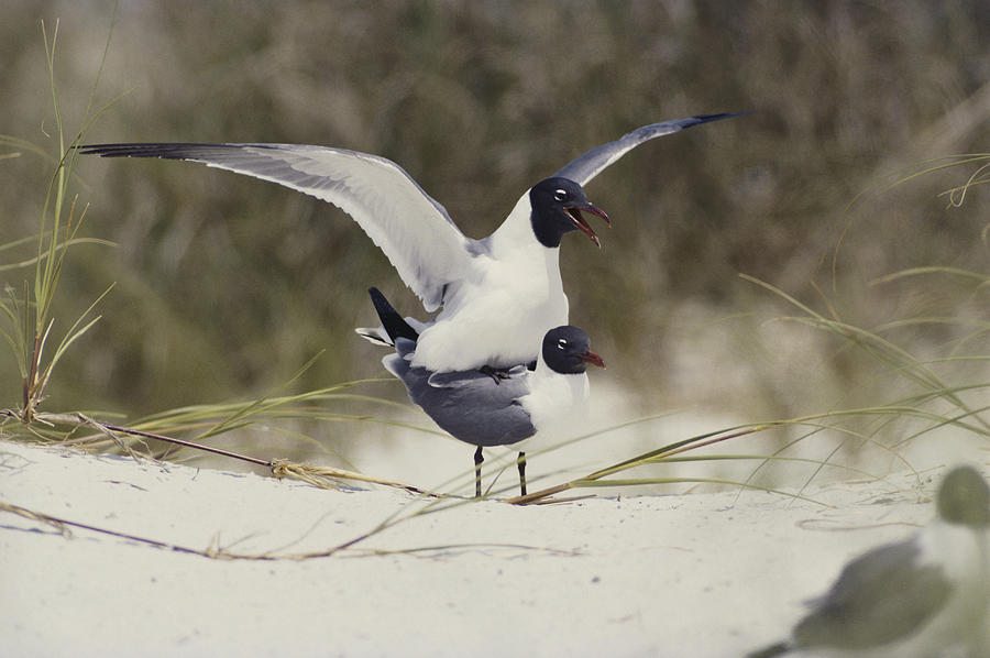 Laughing Gulls Mating Photograph by Millard H. Sharp