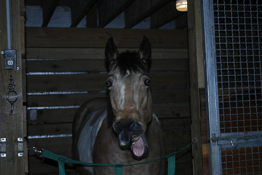 Laughing Horse Photograph by David Yocum