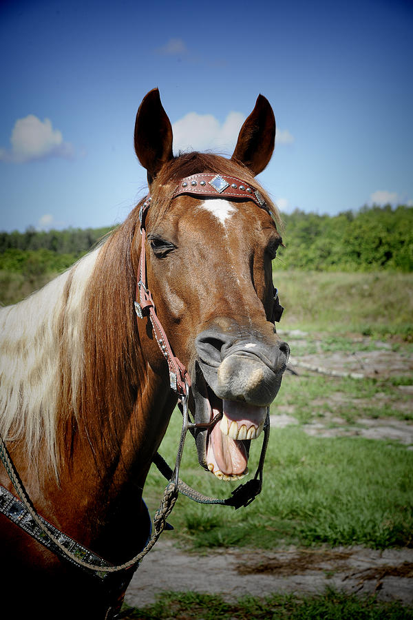Laughing Horse Photograph by Keith Lovejoy