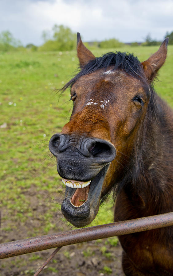 Laughing horse Photograph by Mark Goodwin LRPS