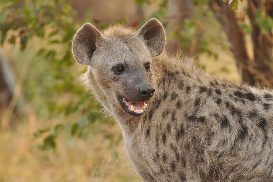 Spotted Hyena Laughing