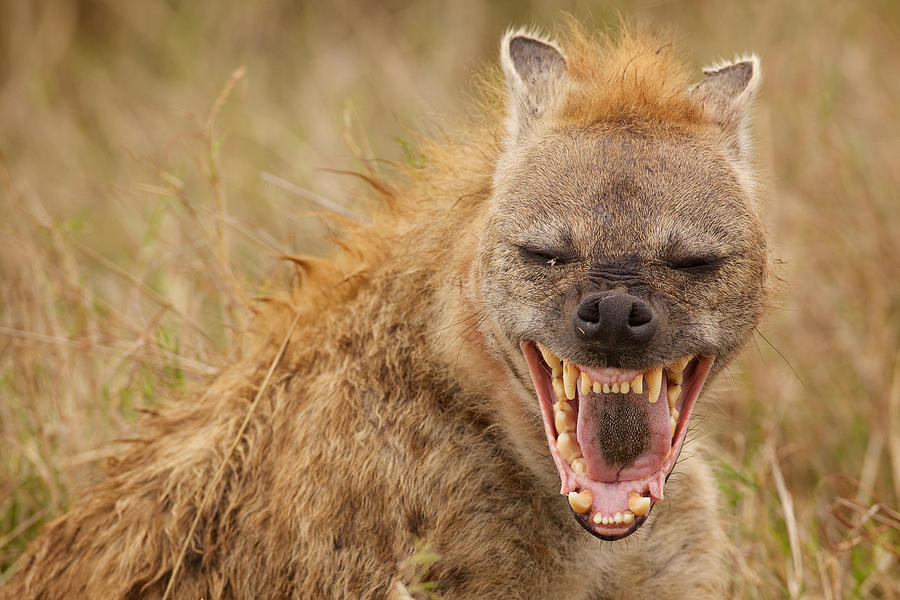 Laughing Hyena Photograph by MarkBridger
