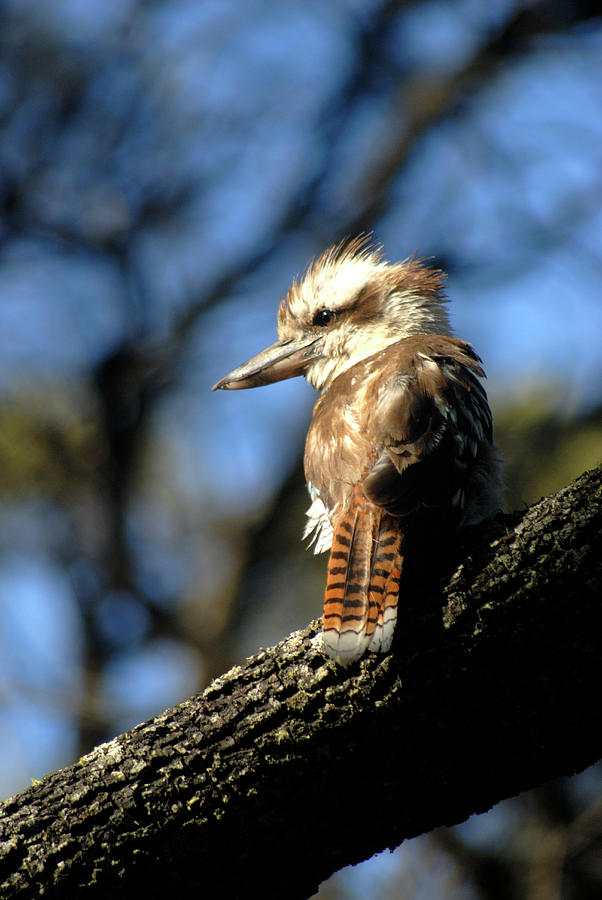 Feather Photograph - Laughing Kookabura Looking by Bennett Barthelemy