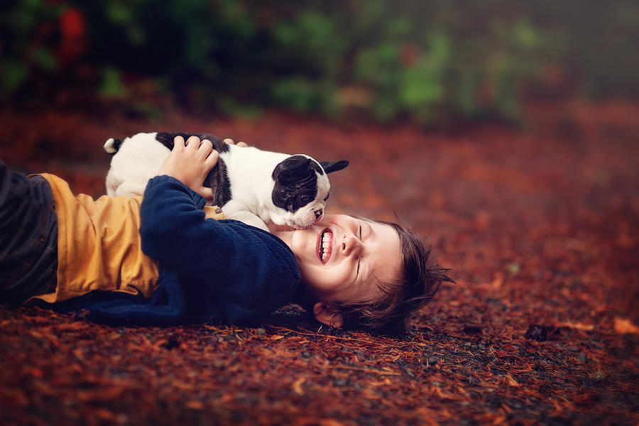 Laughing little boy with french bulldog puppy Photograph by Sarahwolfephotography