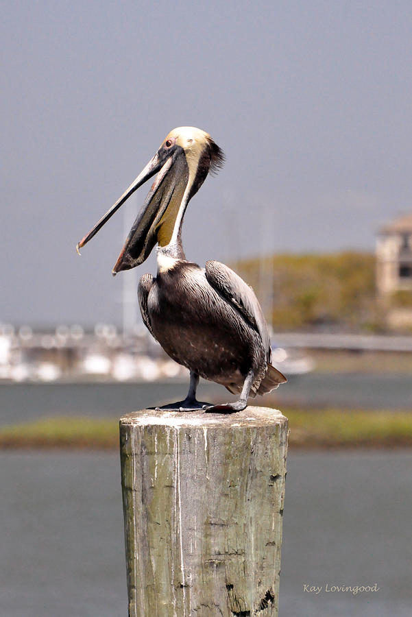 Laughing Pelican Photograph by Kay Lovingood