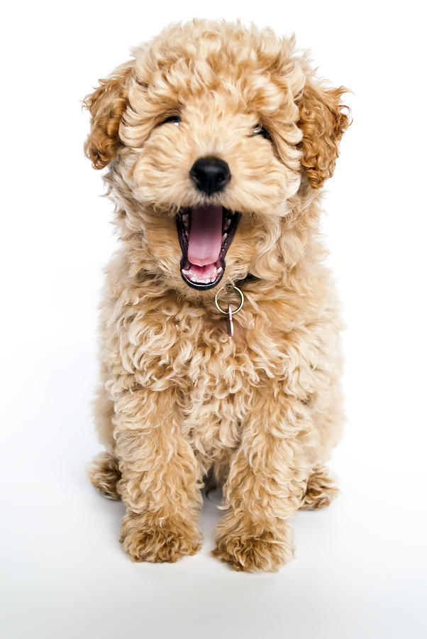 Laughing poodle puppy dog Photograph by ChristianBunyipAlexander