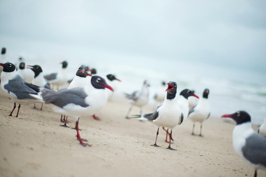 Laughing Seagulls On Beach Photograph by Olga Melhiser Photography