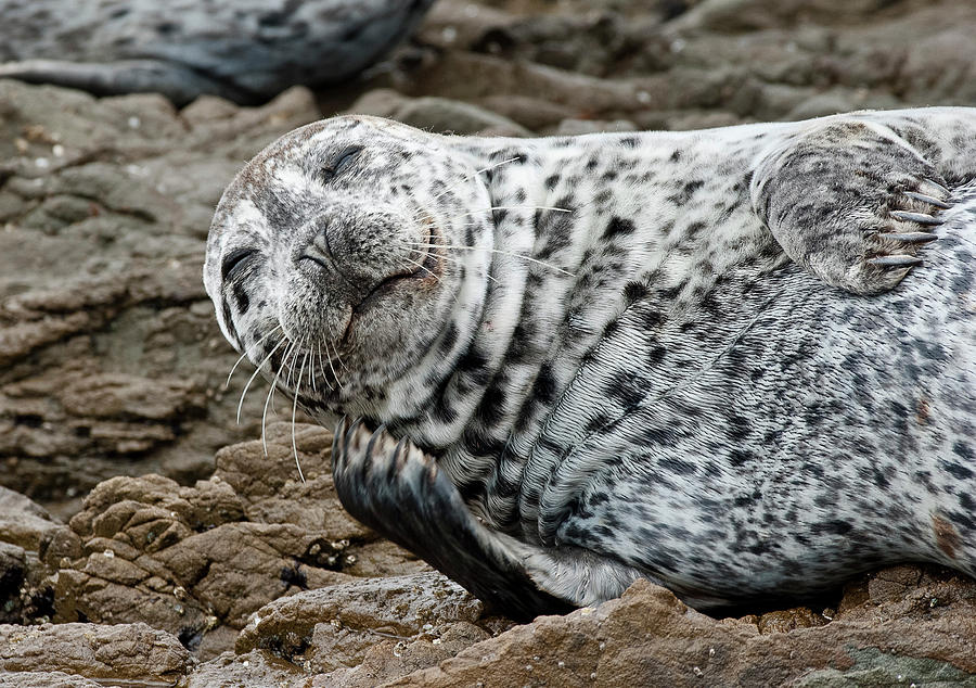 Laughing Seal Photograph by Greg Nyquist