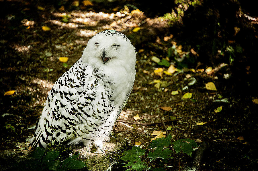 Laughing Snow Owl Photograph by Patrick Boening