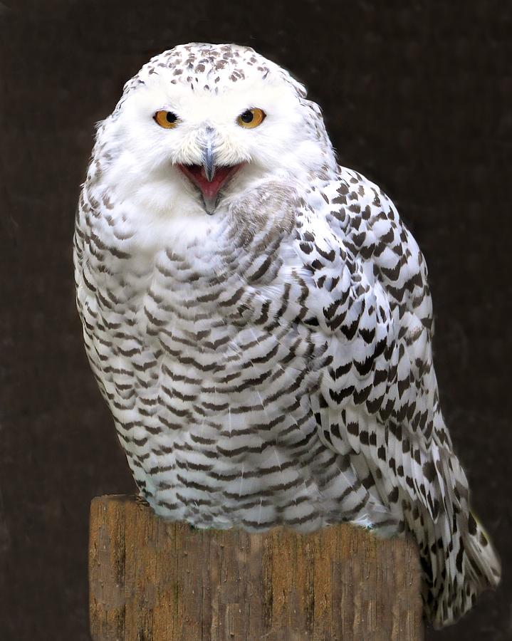 Laughing Snowy Owl Photograph by Betty Arnold - Fine Art America