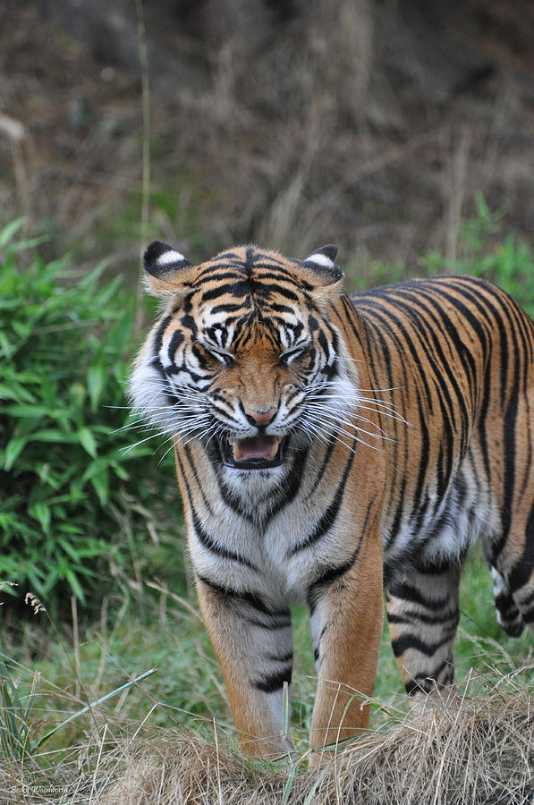 tiger laughing
