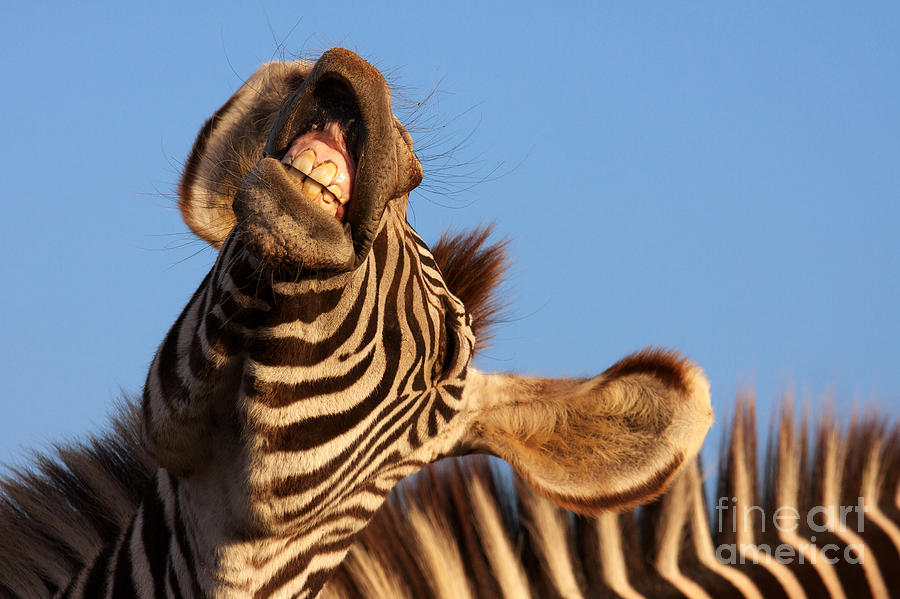 Laughing zebra Photograph by Nick  Biemans