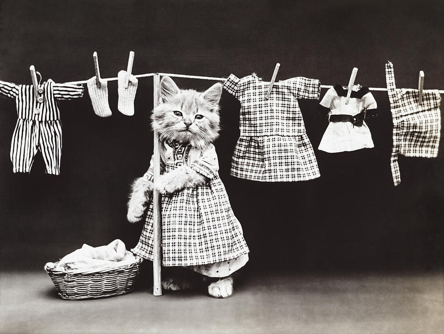 Cat Photograph - Laundry Day by Aged Pixel