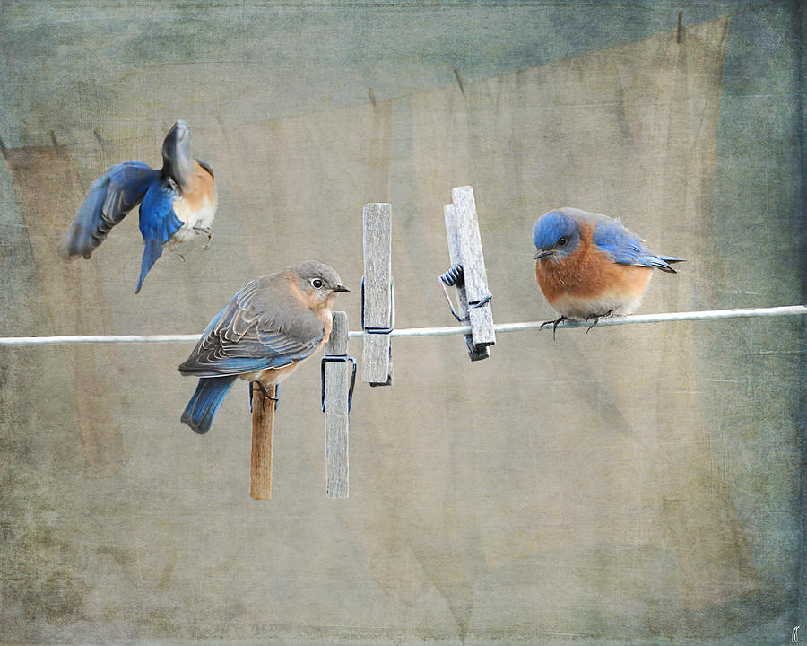 Bird Photograph - Laundry Day by Jai Johnson