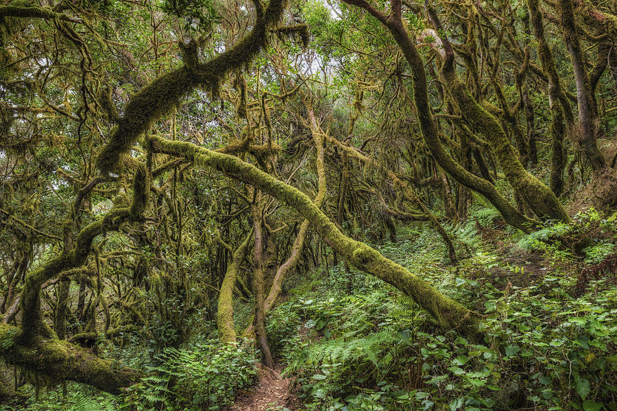 Laurisilva / Fog forest in Garajonay National Park in La Gomera / Spain Photograph by Cinoby