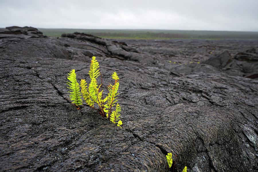 Nature Photograph - Lava Flow And New Plants by Martin Rietze/science Photo Library