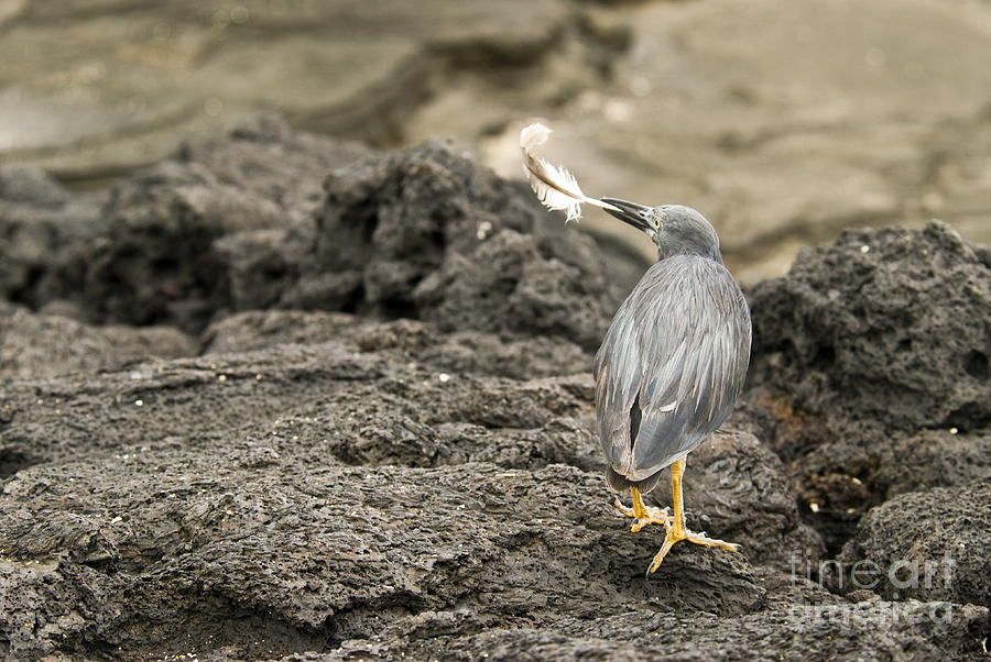 Lava Heron Photograph by William H. Mullins