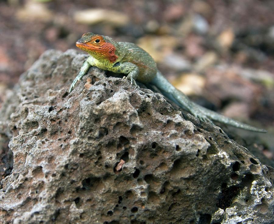 Lava Lizard Photograph by Steve Allen/science Photo Library
