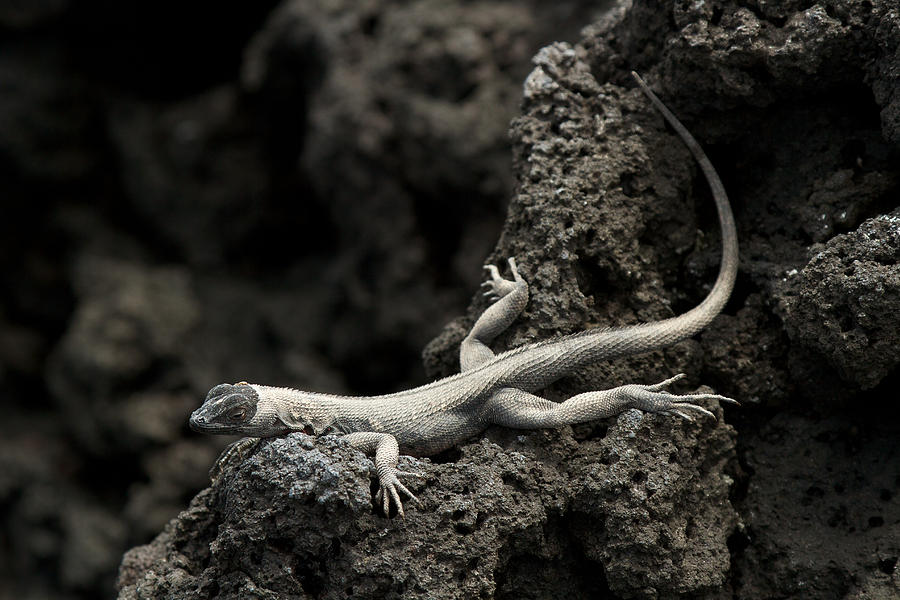Lava Lounge Lizard Photograph by David Beebe